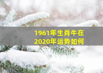 1961年生肖牛在2020年运势如何