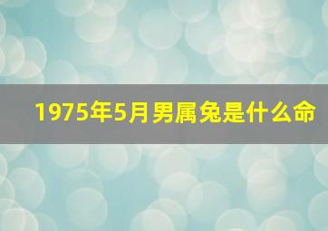 1975年5月男属兔是什么命