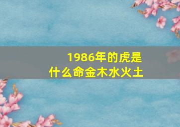 1986年的虎是什么命金木水火土