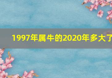 1997年属牛的2020年多大了