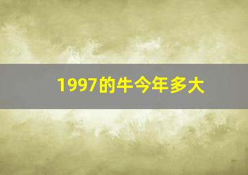 1997的牛今年多大