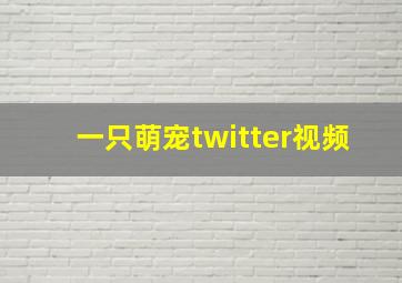 一只萌宠twitter视频