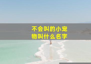 不会叫的小宠物叫什么名字