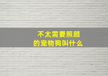 不太需要照顾的宠物狗叫什么