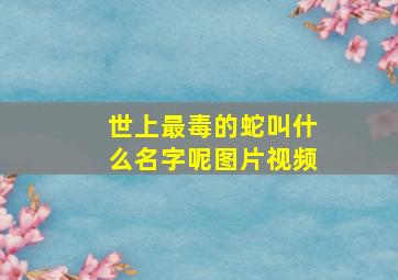 世上最毒的蛇叫什么名字呢图片视频