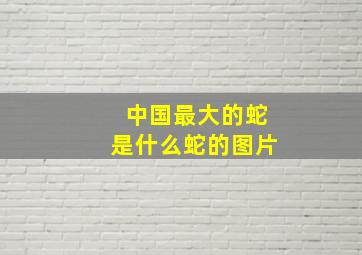 中国最大的蛇是什么蛇的图片