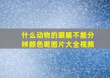 什么动物的眼睛不能分辨颜色呢图片大全视频