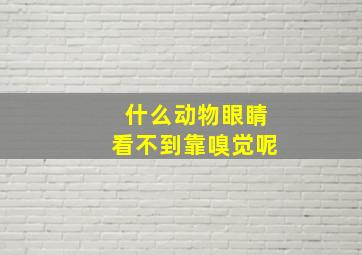 什么动物眼睛看不到靠嗅觉呢