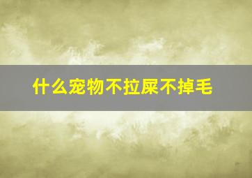 什么宠物不拉屎不掉毛