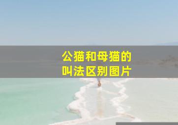 公猫和母猫的叫法区别图片