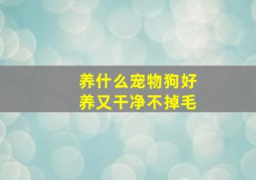 养什么宠物狗好养又干净不掉毛