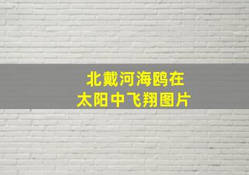 北戴河海鸥在太阳中飞翔图片