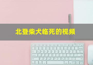 北登柴犬临死的视频