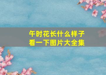 午时花长什么样子看一下图片大全集