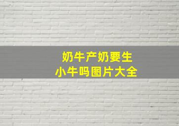 奶牛产奶要生小牛吗图片大全