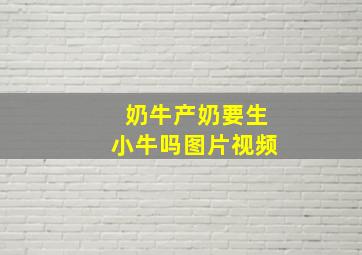 奶牛产奶要生小牛吗图片视频