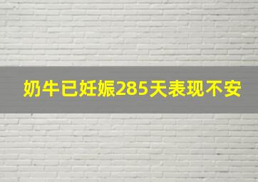 奶牛已妊娠285天表现不安