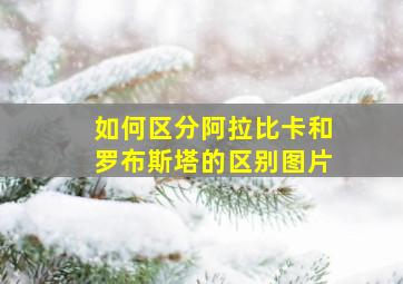 如何区分阿拉比卡和罗布斯塔的区别图片