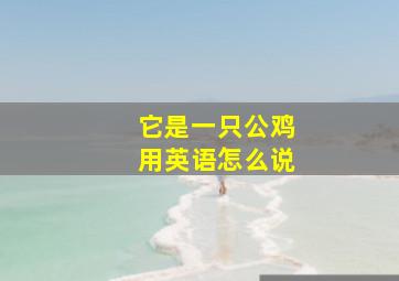 它是一只公鸡用英语怎么说