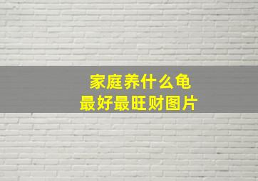 家庭养什么龟最好最旺财图片