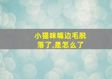 小猫咪嘴边毛脱落了,是怎么了