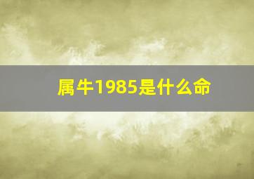 属牛1985是什么命