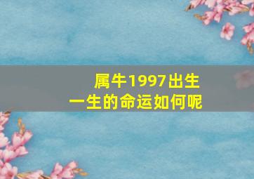 属牛1997出生一生的命运如何呢