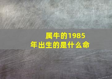 属牛的1985年出生的是什么命