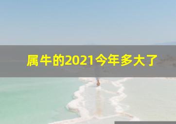 属牛的2021今年多大了