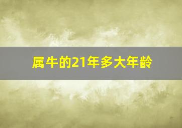 属牛的21年多大年龄