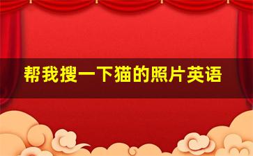 帮我搜一下猫的照片英语