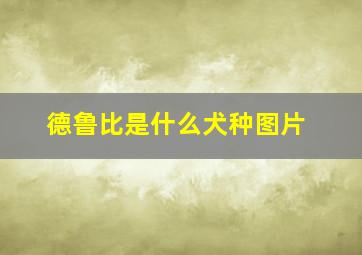 德鲁比是什么犬种图片