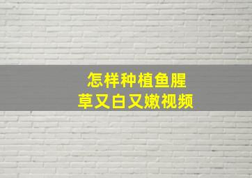 怎样种植鱼腥草又白又嫩视频