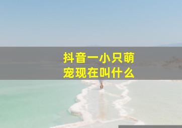 抖音一小只萌宠现在叫什么