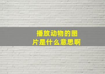 播放动物的图片是什么意思啊