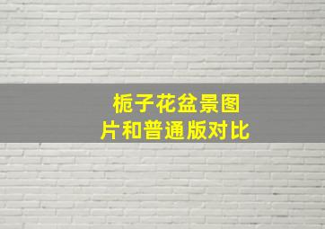 栀子花盆景图片和普通版对比