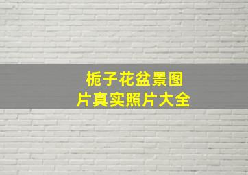 栀子花盆景图片真实照片大全