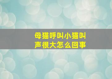 母猫呼叫小猫叫声很大怎么回事