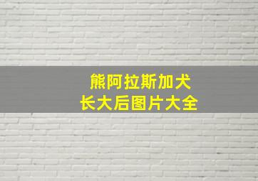 熊阿拉斯加犬长大后图片大全