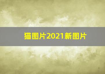 猫图片2021新图片