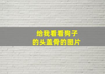 给我看看狗子的头盖骨的图片