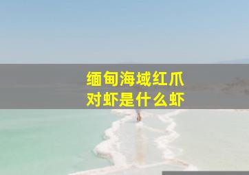 缅甸海域红爪对虾是什么虾