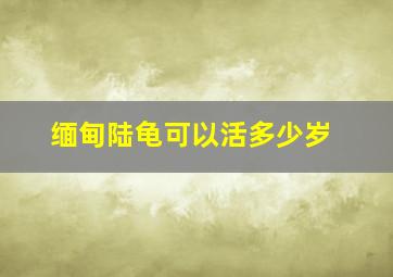 缅甸陆龟可以活多少岁