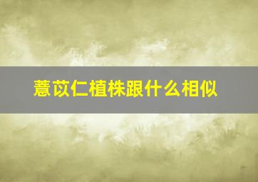 薏苡仁植株跟什么相似