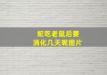 蛇吃老鼠后要消化几天呢图片