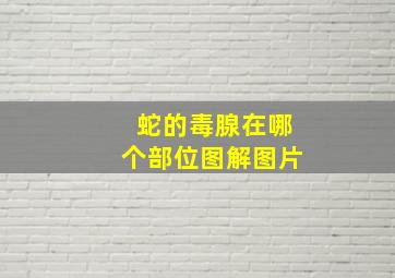 蛇的毒腺在哪个部位图解图片