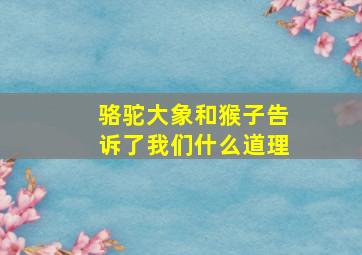 骆驼大象和猴子告诉了我们什么道理