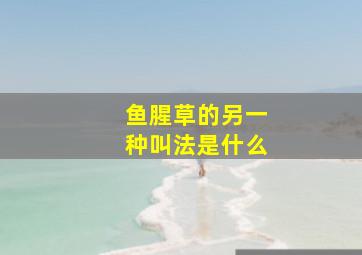 鱼腥草的另一种叫法是什么