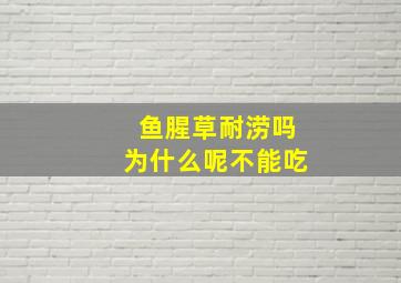 鱼腥草耐涝吗为什么呢不能吃