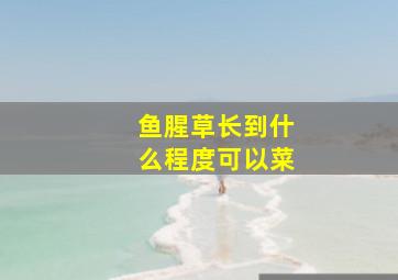 鱼腥草长到什么程度可以菜